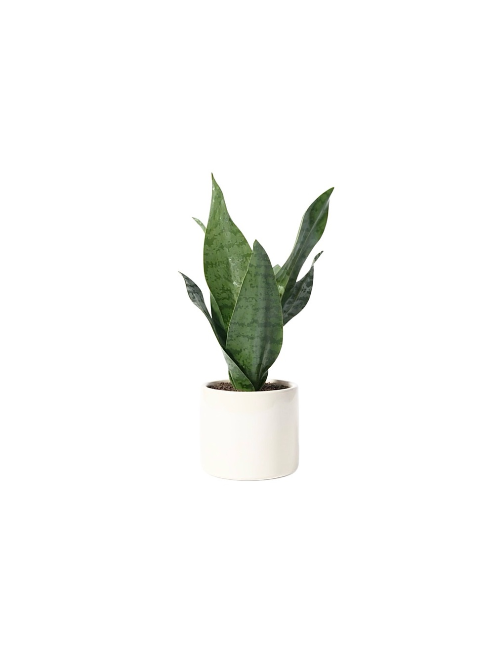 Green Sansevieria Plant in White Ceramic Pot